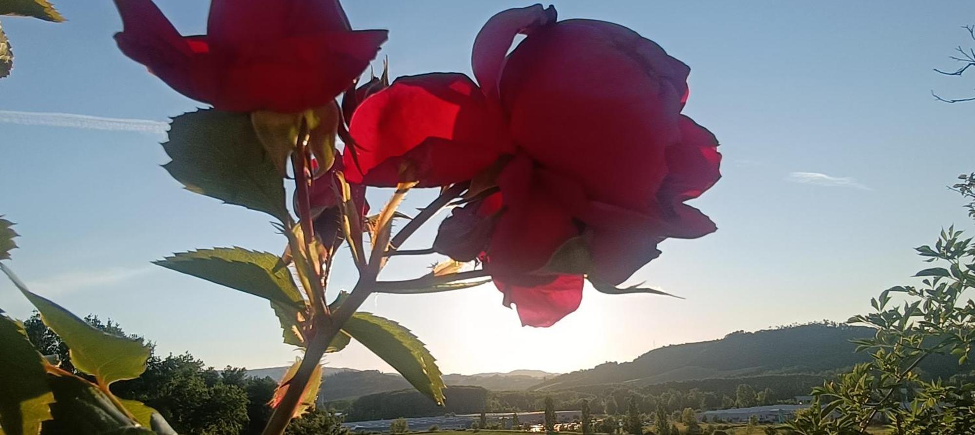 Casa Orneto Villa Poggibonsi Eksteriør billede